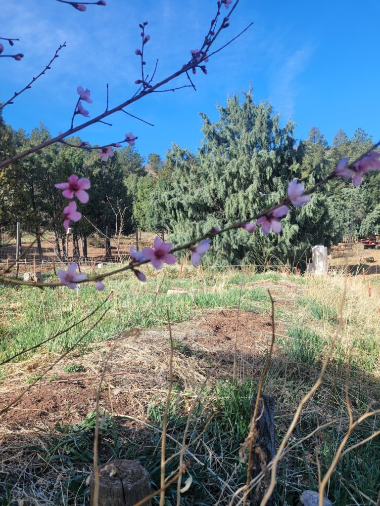 Spring brings fresh peach blossoms each year to Flying Pig Farm.