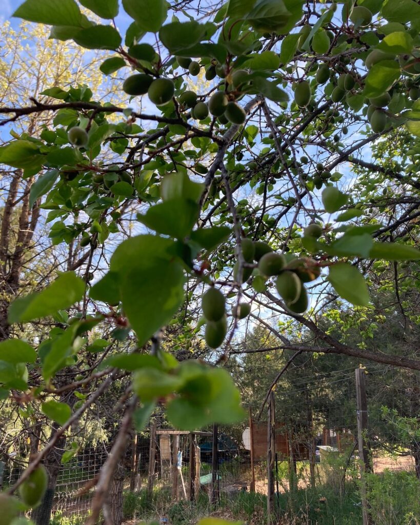A peach tree "born" on our farm by a camper, sown directly in soil after her snack.