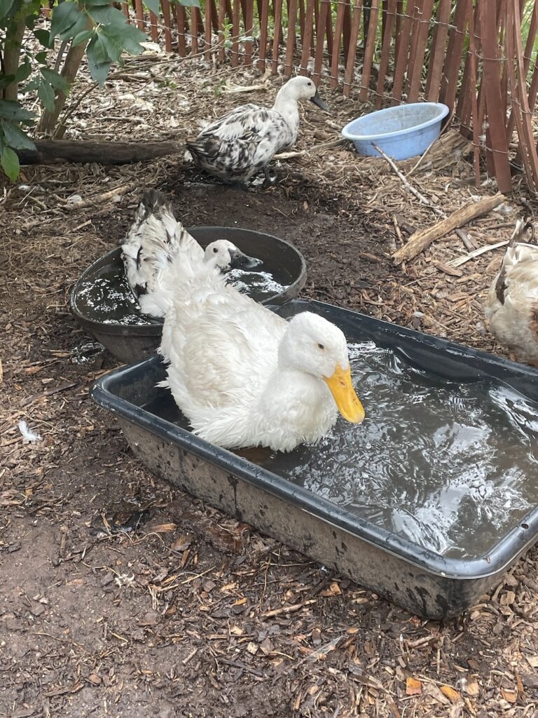 Two ducks cool off in tubs of water on a hot summer day.